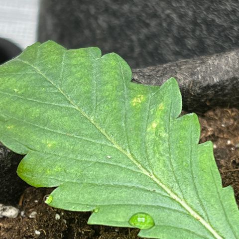 Special Kush 1 growlog timeline photo