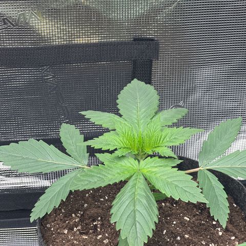 Northern Light X  growlog timeline photo