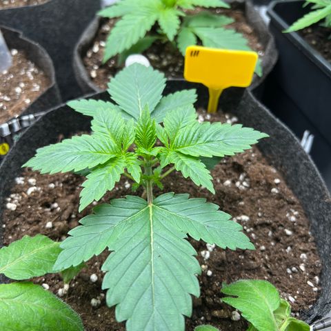 Northern Light X  growlog timeline photo
