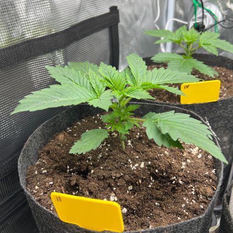 Northern Light X  growlog timeline photo