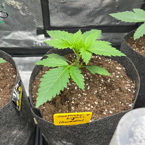 Northern Light X  growlog timeline photo