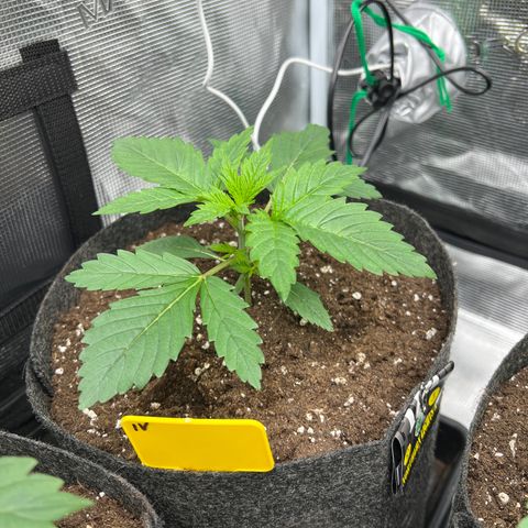 Northern Light X  growlog timeline photo