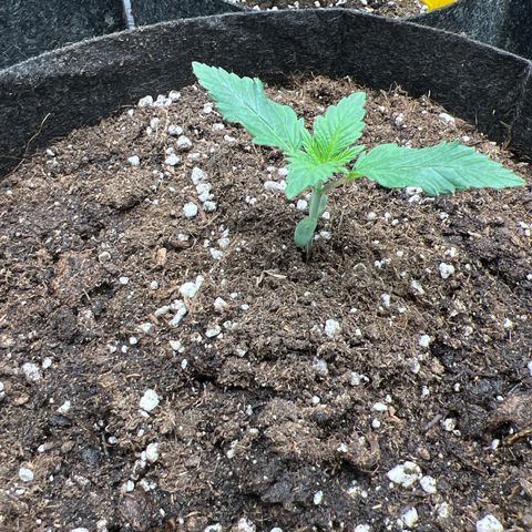 Amnesia Bilbo growlog timeline photo