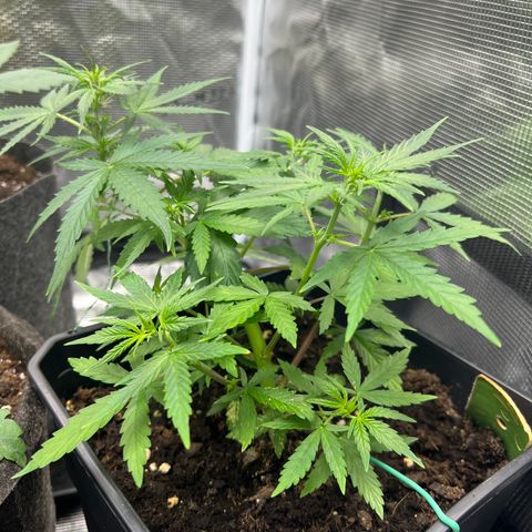 Green Gelato Automatic growlog timeline photo