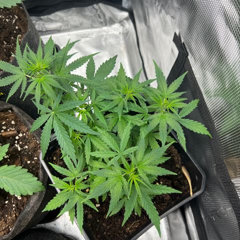 Green Gelato Automatic growlog timeline photo