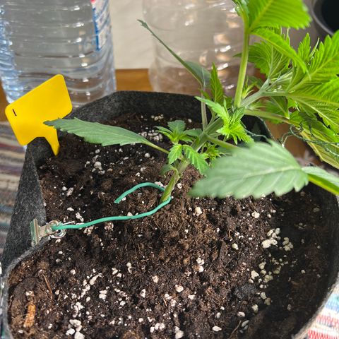 Northern Light X  growlog timeline photo