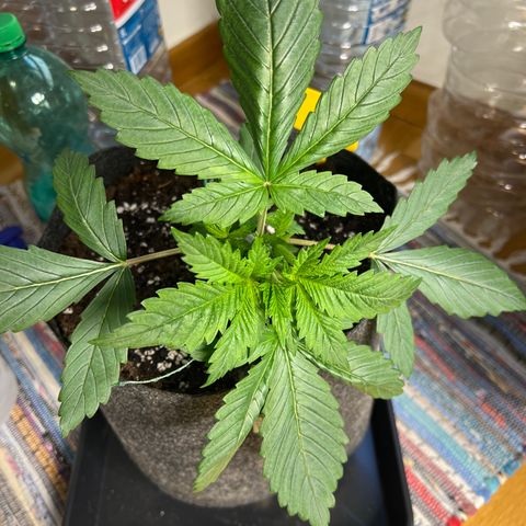 Northern Light X  growlog timeline photo