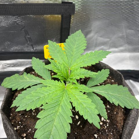 Special Kush 1 growlog timeline photo