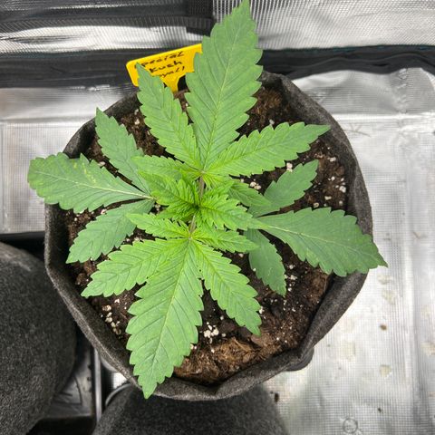 Special Kush 1 growlog timeline photo
