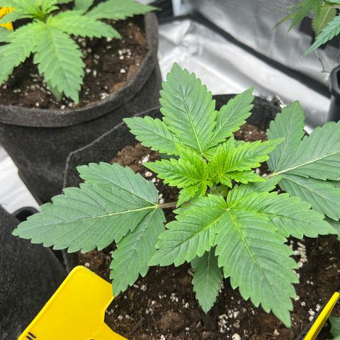 Northern Light X  growlog timeline photo