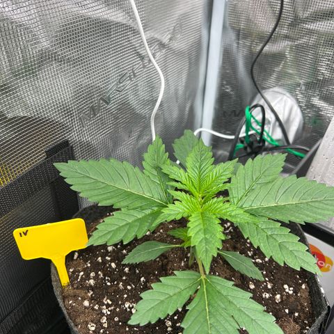 Northern Light X  growlog timeline photo