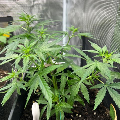 Green Gelato Automatic growlog timeline photo