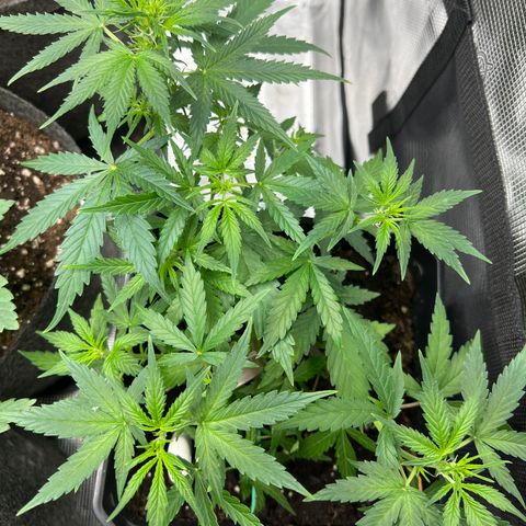 Green Gelato Automatic growlog timeline photo