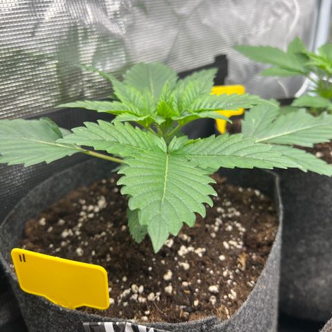Northern Light X  growlog timeline photo