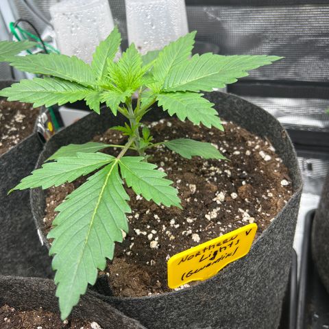 Northern Light X  growlog timeline photo