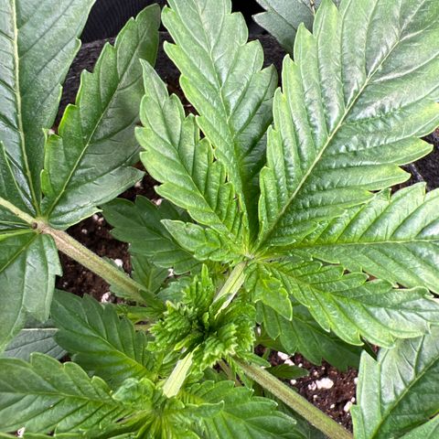 Northern Light X  growlog photo: #2 FIM