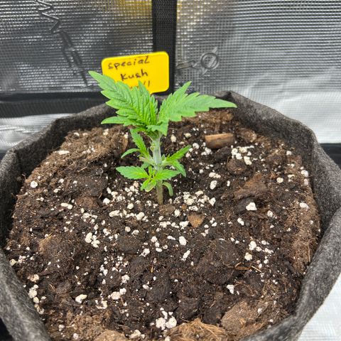 Special Kush 1 growlog timeline photo