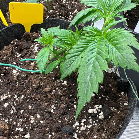 Northern Light X  growlog photo: #1