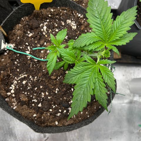 Northern Light X  growlog photo: #1