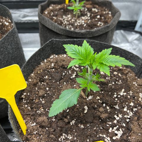 Northern Light X  growlog photo: #3