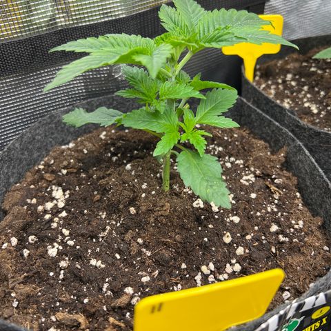 Northern Light X  growlog timeline photo