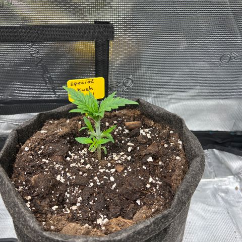 Special Kush 1 growlog timeline photo