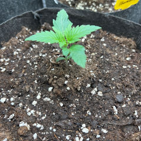 Amnesia Bilbo growlog timeline photo