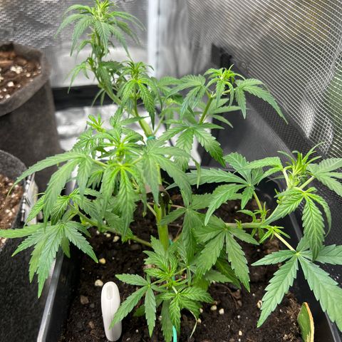 Green Gelato Automatic growlog timeline photo