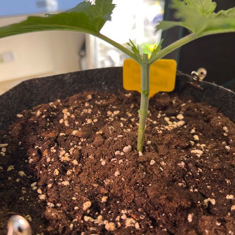 Northern Light X  growlog timeline photo