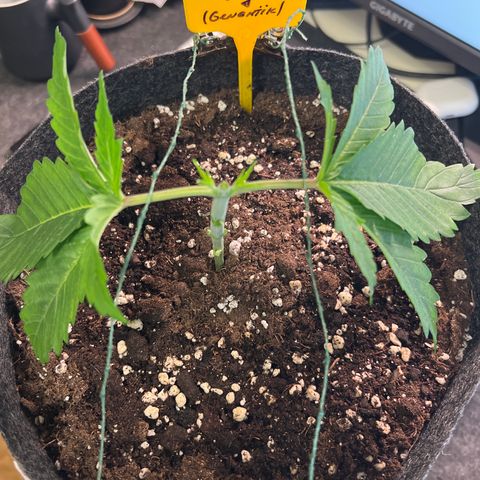 Northern Light X  growlog timeline photo