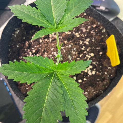 Northern Light X  growlog photo: #5