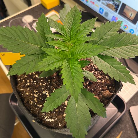 Northern Light X  growlog photo: #4