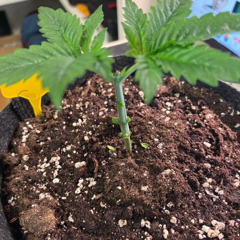 Northern Light X  growlog photo: #4