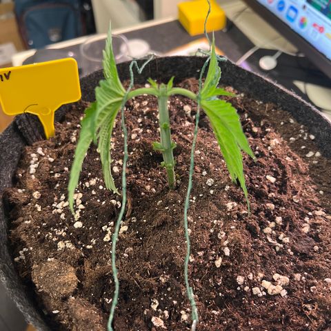 Northern Light X  growlog photo: #4