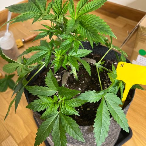 Northern Light X  growlog timeline photo