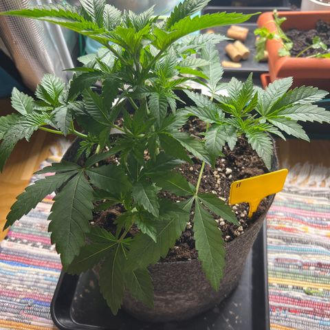 Northern Light X  growlog timeline photo