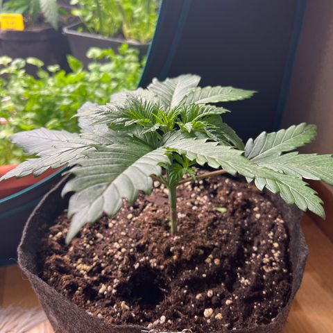 Amnesia Bilbo growlog timeline photo