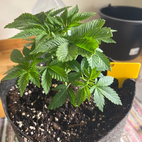 Northern Light X  growlog timeline photo