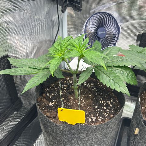 Northern Light X  growlog timeline photo