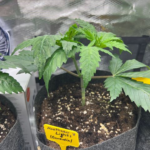 Northern Light X  growlog timeline photo