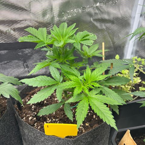 Northern Light X  growlog timeline photo