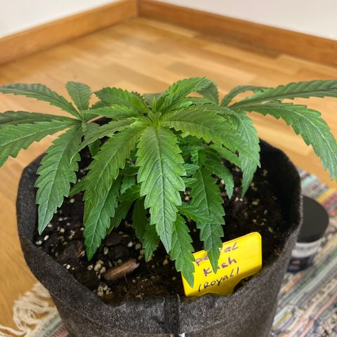 Special Kush 1 growlog timeline photo