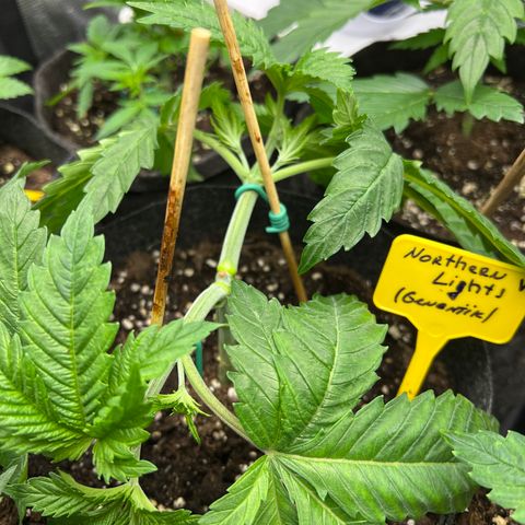 Northern Light X  growlog timeline photo