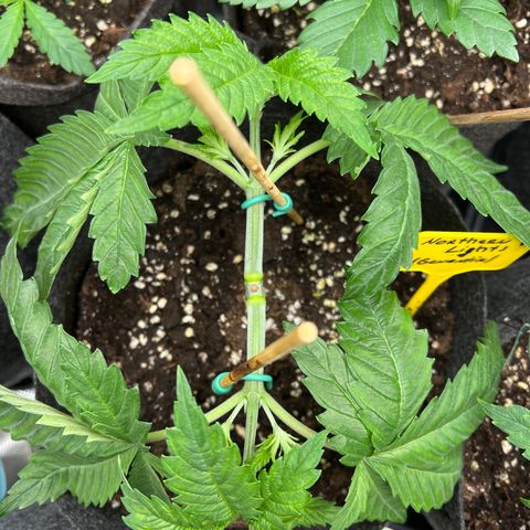 Northern Light X  growlog timeline photo