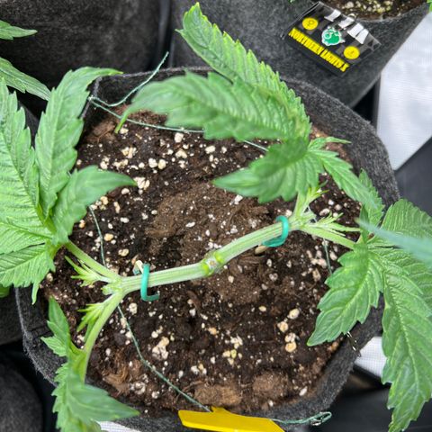 Northern Light X  growlog timeline photo
