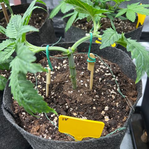 Northern Light X  growlog timeline photo