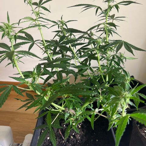 Green Gelato Automatic growlog timeline photo