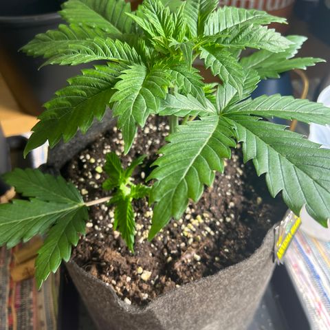 Amnesia Bilbo growlog timeline photo