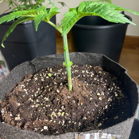 Amnesia Bilbo growlog timeline photo