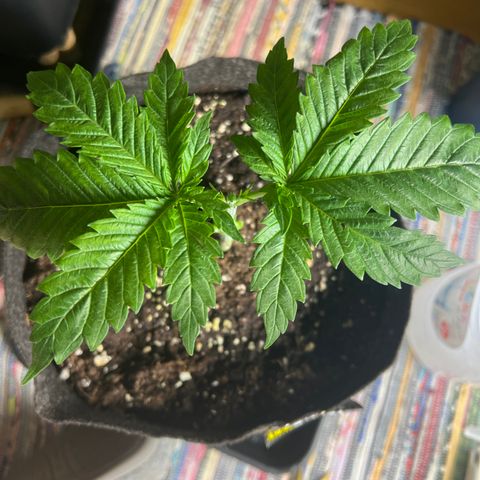 Amnesia Bilbo growlog timeline photo